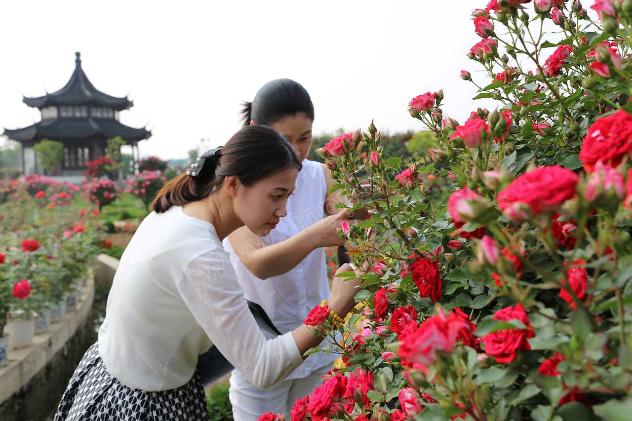 王四典：品玉賞花 醉美南陽