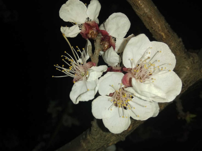 處處花開，美就在身邊