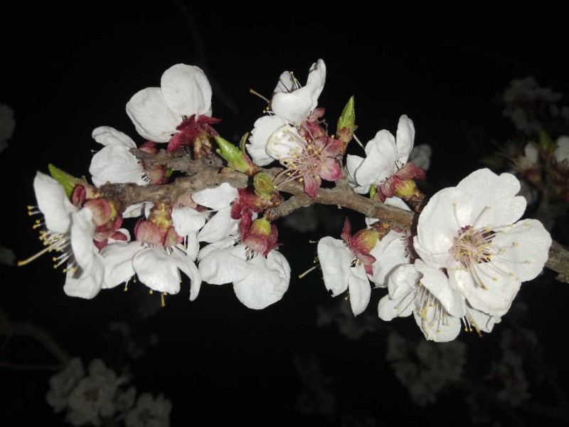 處處花開，美就在身邊