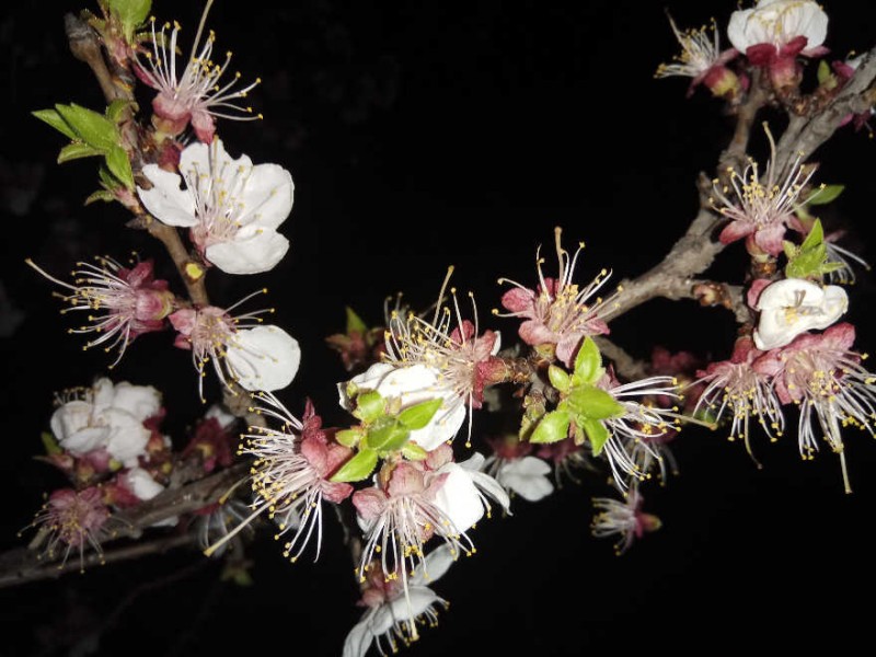 處處花開，美就在身邊