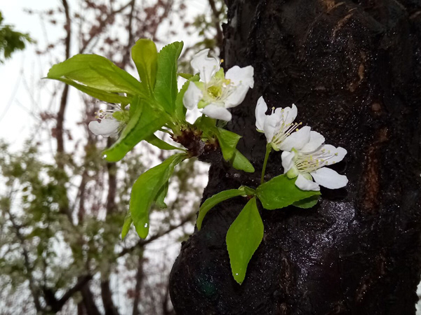 清明時(shí)分雨雪加，海棠公園看繁花