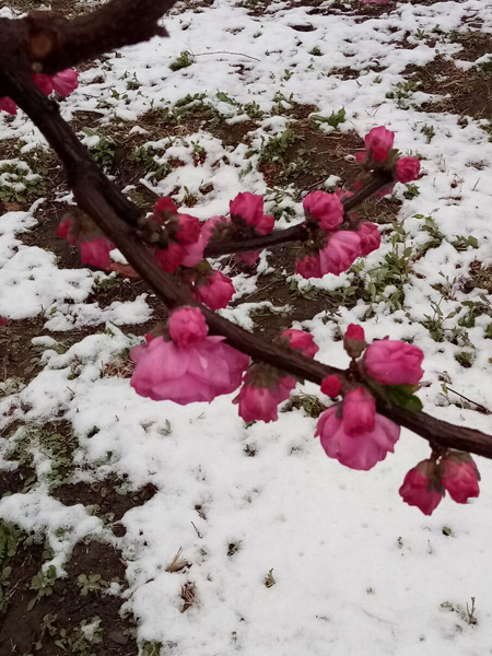 清明時(shí)分雨雪加，海棠公園看繁花