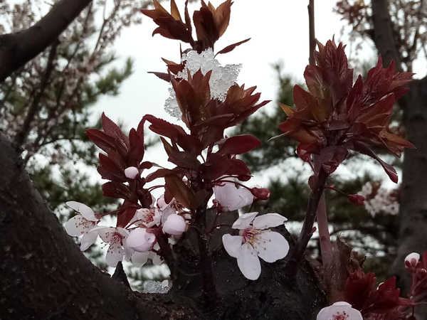 清明時(shí)分雨雪加，海棠公園看繁花