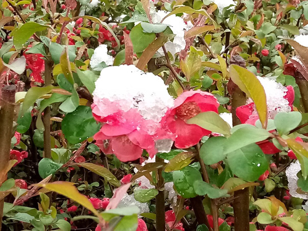 清明時(shí)分雨雪加，海棠公園看繁花