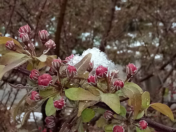 清明時(shí)分雨雪加，海棠公園看繁花