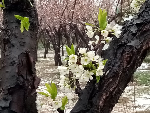 清明時(shí)分雨雪加，海棠公園看繁花