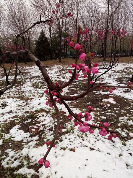 清明時(shí)分雨雪加，海棠公園看繁花