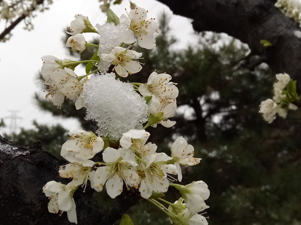 清明時(shí)分雨雪加，海棠公園看繁花