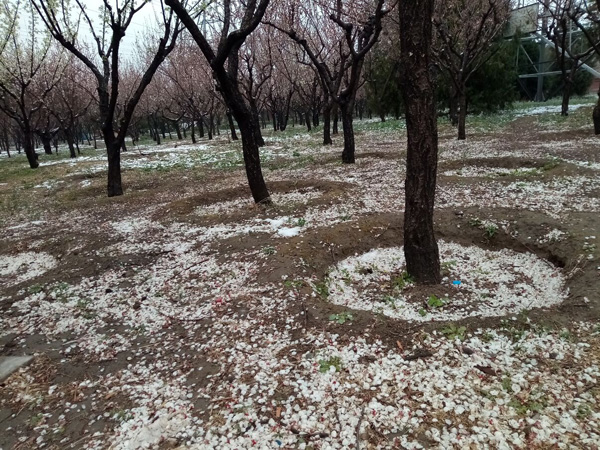 清明時(shí)分雨雪加，海棠公園看繁花