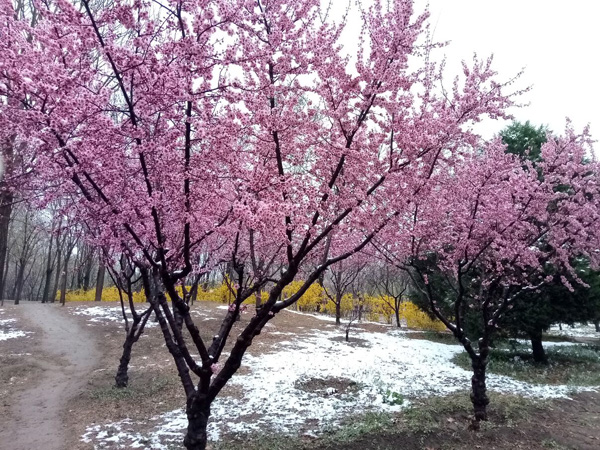 清明時(shí)分雨雪加，海棠公園看繁花