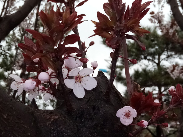 清明時(shí)分雨雪加，海棠公園看繁花