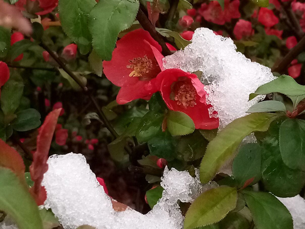 清明時(shí)分雨雪加，海棠公園看繁花