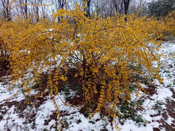 清明時(shí)分雨雪加，海棠公園看繁花