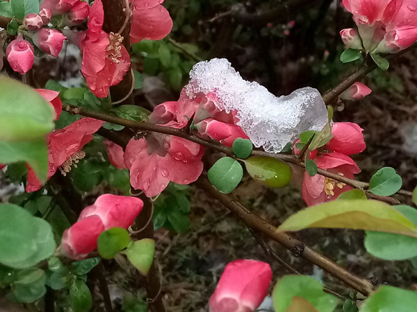 清明時(shí)分雨雪加，海棠公園看繁花