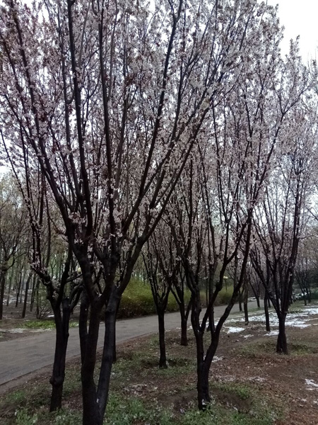 清明時(shí)分雨雪加，海棠公園看繁花