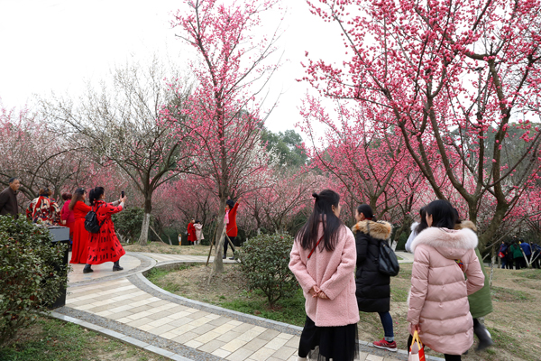 成都植物園春來早 賞花時正好