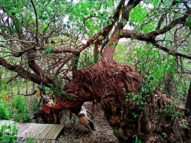 笑琰攝影:天山神木園(新疆阿克蘇地區(qū)溫宿)