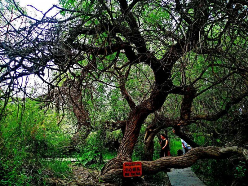 笑琰攝影:天山神木園(新疆阿克蘇地區(qū)溫宿)