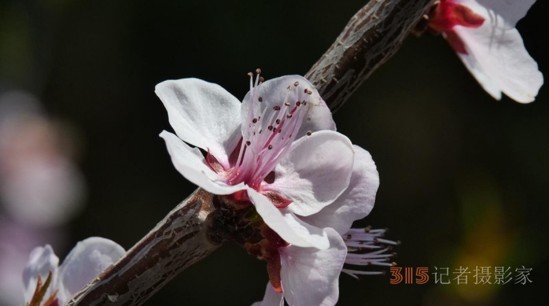 春花燦爛：笑琰攝