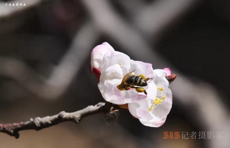 春花燦爛：笑琰攝