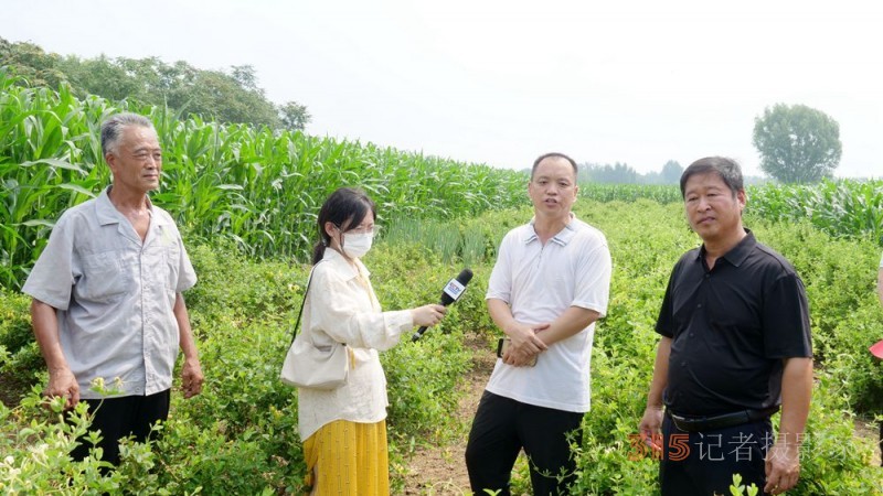 碳?xì)淇萍己朔始夹g(shù)助力巨鹿縣金銀花種植戶零農(nóng)殘喜茯豐收