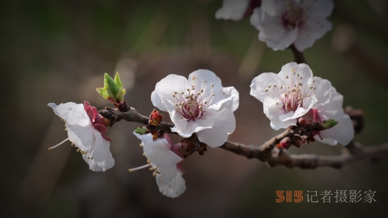 笑琰攝影：春日又花開 鳥兒鳴綠柳